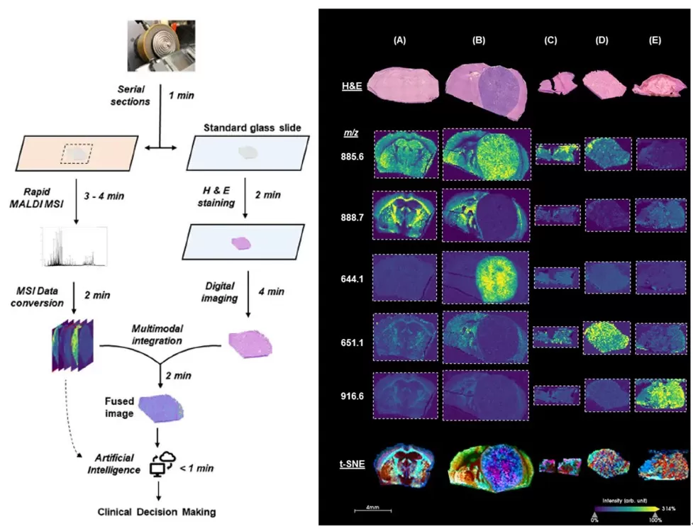 Histological and spatial mass spectrometry image visualization methods and results
